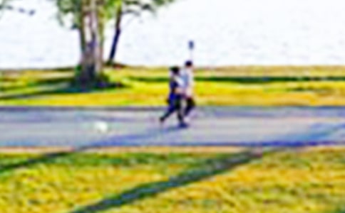 美麗的濕地公園作文