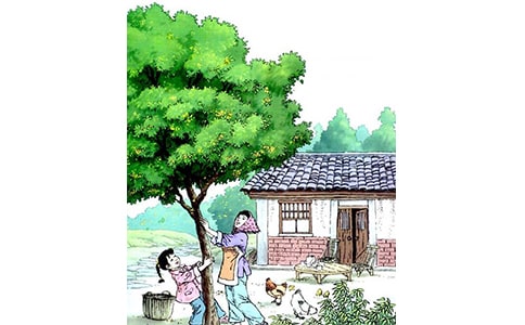 《桂花雨》