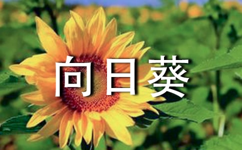 向日葵作文(優(yōu)選)