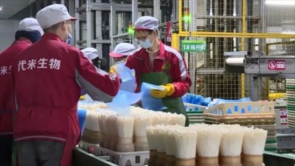 广东:代米生物科技公司食用菌成粤港澳大湾区“菜篮子”生产基地